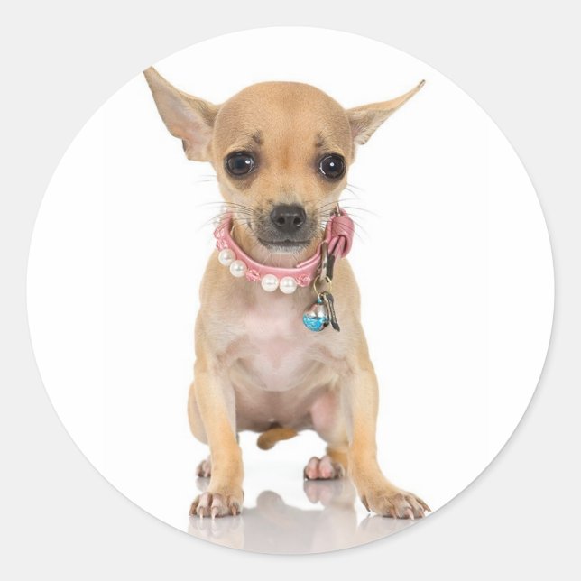 Rond Sticker Chihuahua (Devant)