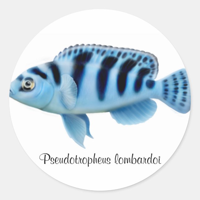 Rond Sticker Cichlid Africain Pseudotropheus lombardoi (Devant)