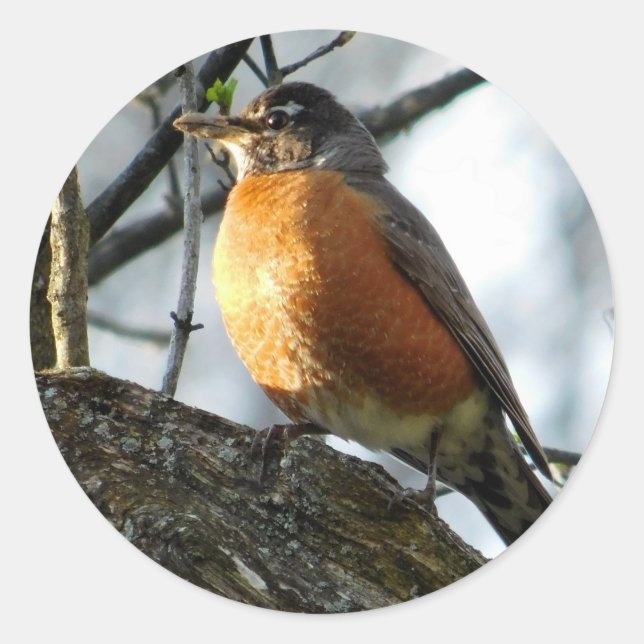 Rond Sticker circulaire Robin Profile Classic (Devant)