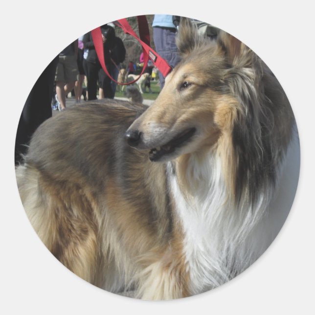 Rond Sticker Collie (Devant)