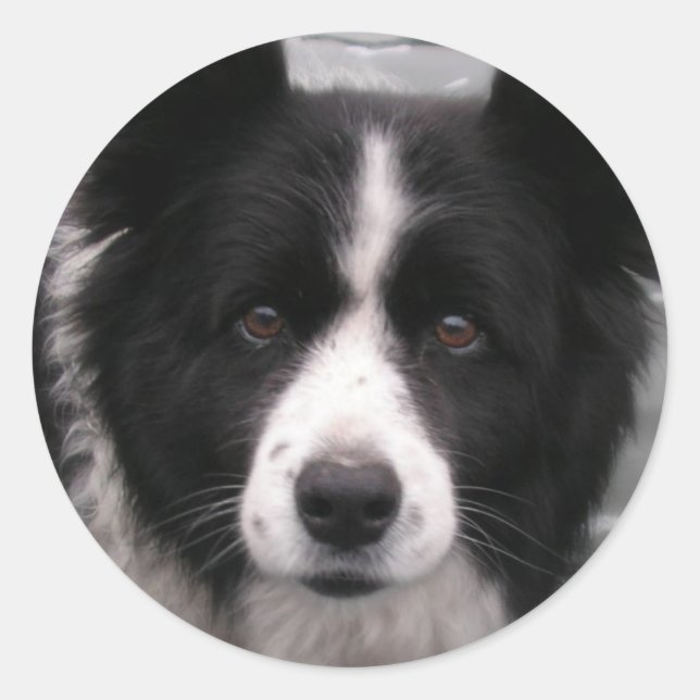 Rond Sticker Collie Bordure (Devant)