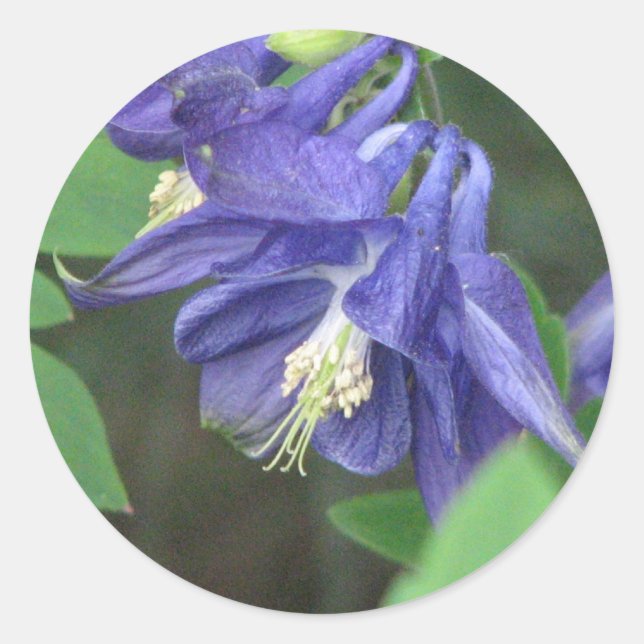 Rond Sticker Columbine (Devant)
