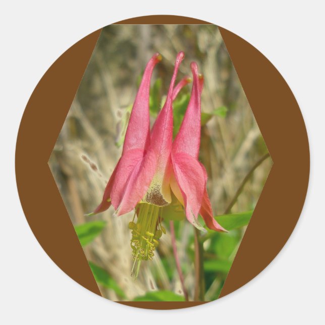 Rond Sticker Columbine sauvage (Devant)