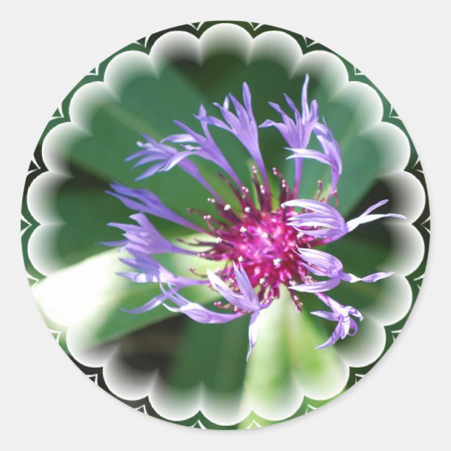 Rond Sticker Cornflowers (Devant)