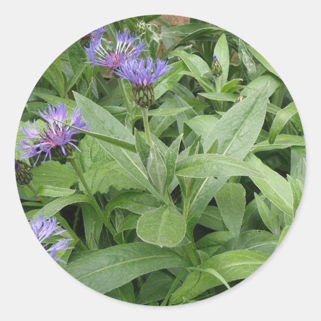 Rond Sticker Cornflowers (Devant)