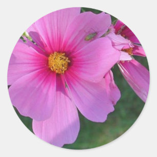 Rond Sticker Cosmos