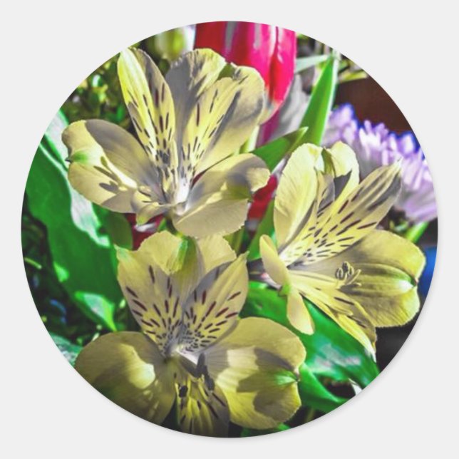 Rond Sticker couleur Pop (Devant)