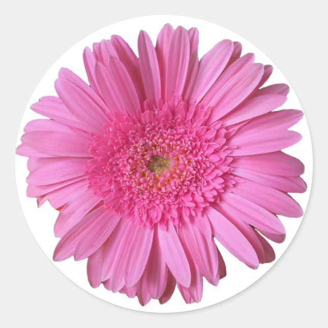 Rond Sticker couleur rose vif Gerber Daisy (Devant)