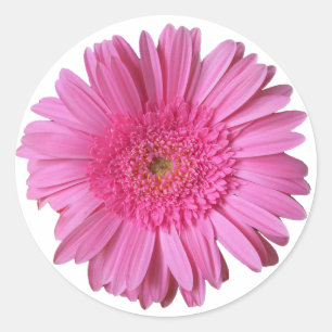 Rond Sticker couleur rose vif Gerber Daisy