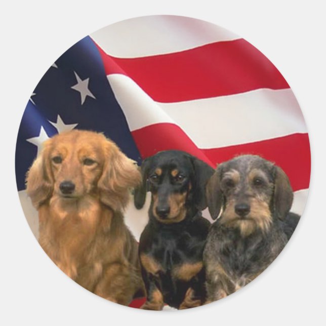 Rond Sticker Dachshund America (Devant)