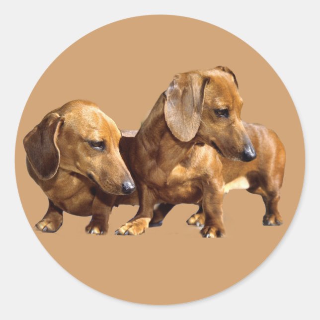 Rond Sticker Dachshund Smoothies (Devant)