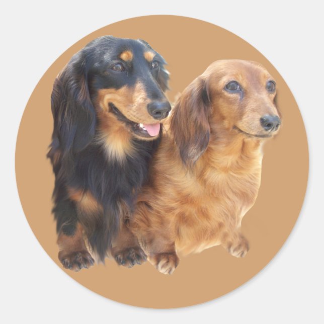Rond Sticker Dachshund Sweeties (Devant)