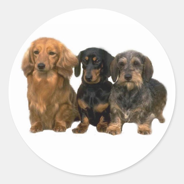 Rond Sticker Dachshund Trio (Devant)