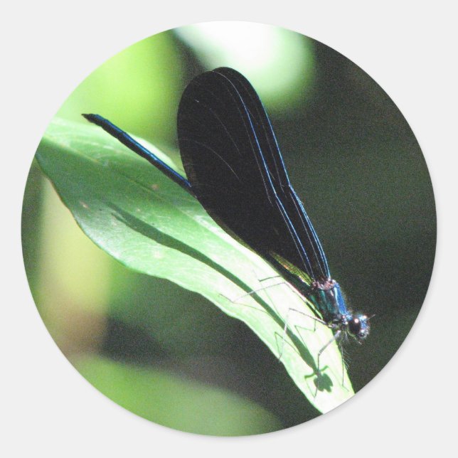 Rond Sticker Damselfly noir et bleu (Devant)