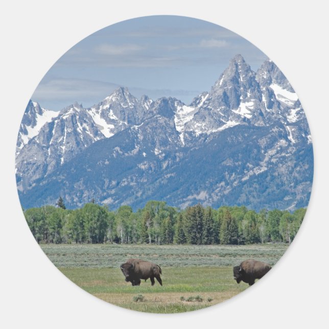 Rond Sticker de Buffalo Teton (Devant)