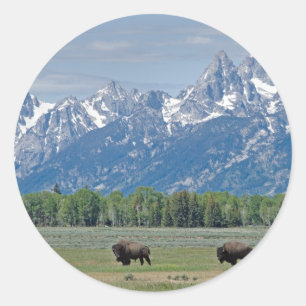 Rond Sticker de Buffalo Teton