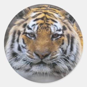 Rond Sticker de fermeture de brouillard photo Tiger