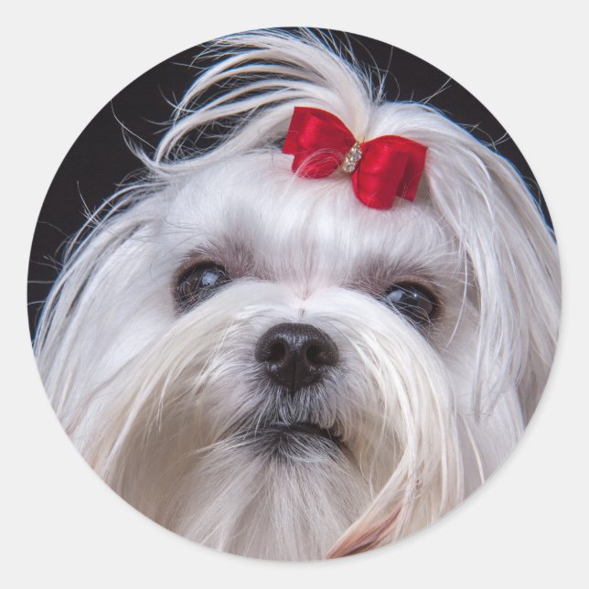 Rond Sticker de maltais petit chien jouet blanc (Devant)