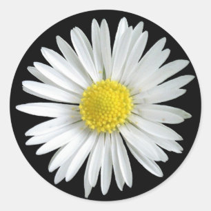 Rond Sticker de marguerite