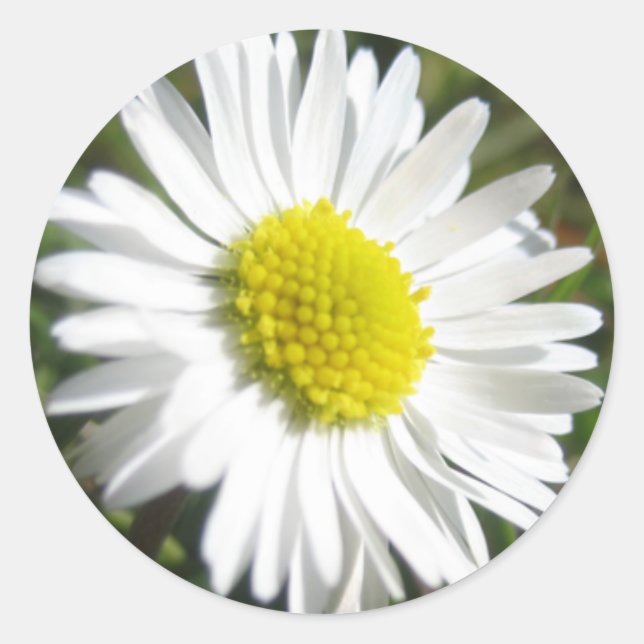 Rond Sticker de marguerite (Devant)