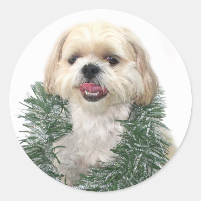 Rond sticker de Noël Shih Tzu (Devant)