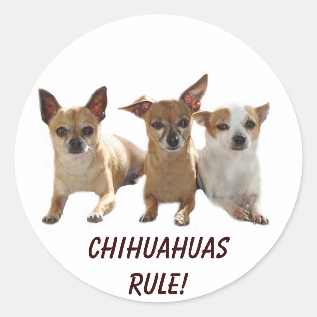 Rond Sticker de règle du Chihuahuas (Devant)
