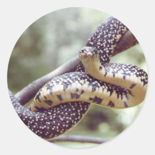 Rond Sticker de serpent King Speckical