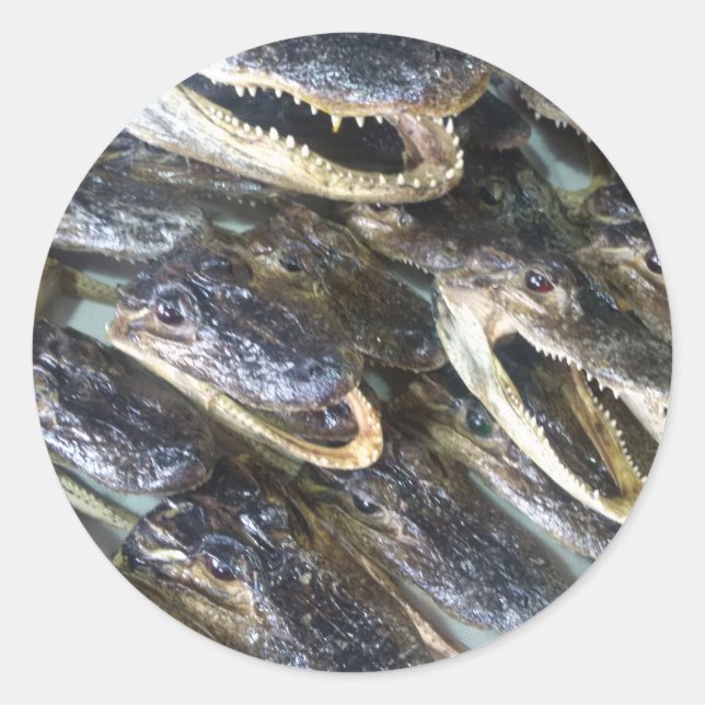 Rond Sticker de tête de Gator (Devant)