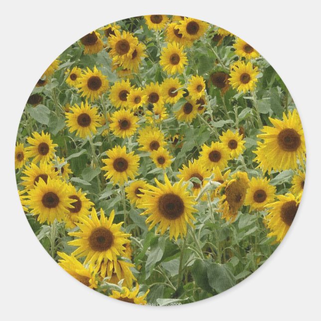 Rond Sticker des tournesols de Marie (Devant)