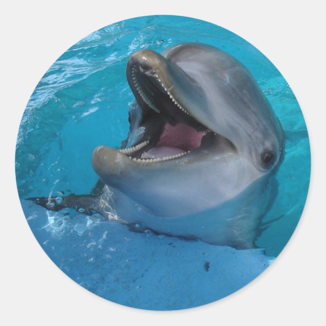 Rond Sticker Dolphin Smiles (Devant)