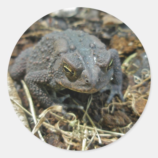 Rond Sticker en crapaud grand-père (Devant)