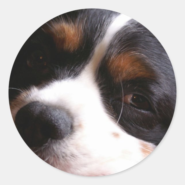 Rond Sticker en espagnol King Charles Cavalier (Devant)