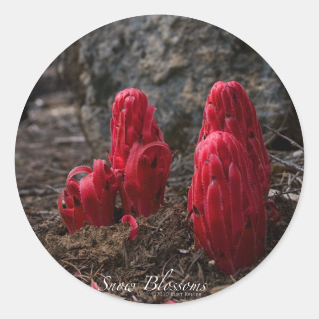 Rond Sticker en fleurs de neige (Devant)