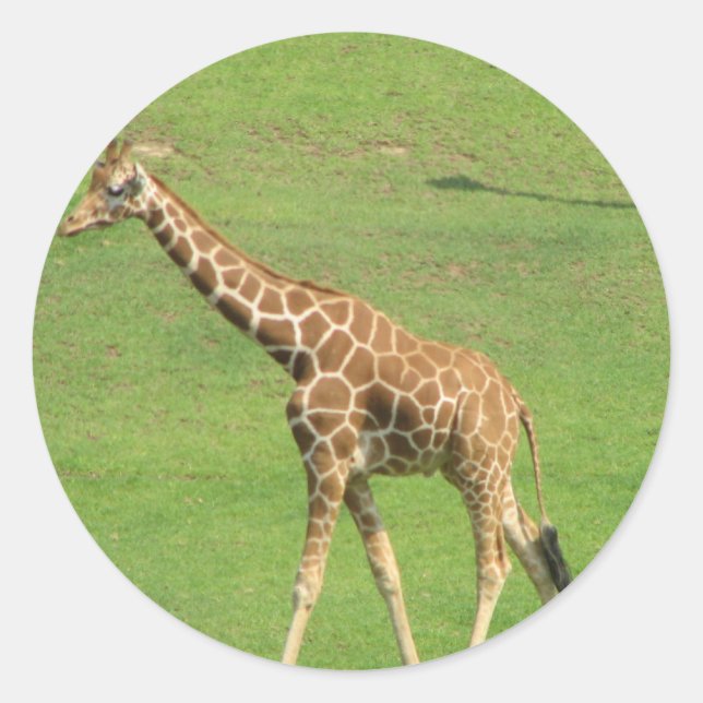 Rond Sticker en grande Giraffe (Devant)