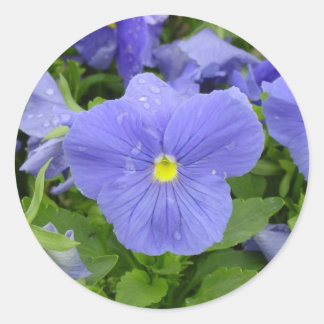 Rond Sticker en Pansy Bleu/Violet