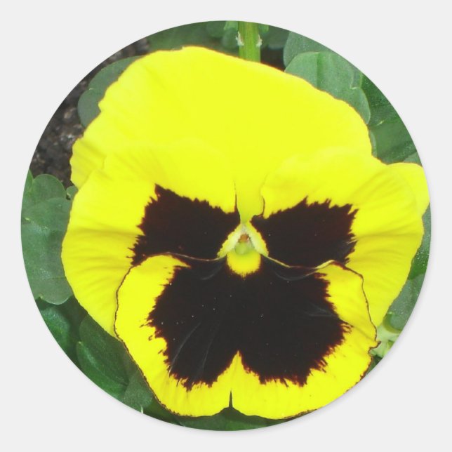 Rond Sticker en sanse jaune (Devant)