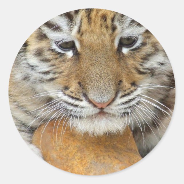 Rond Sticker en tigre (Devant)