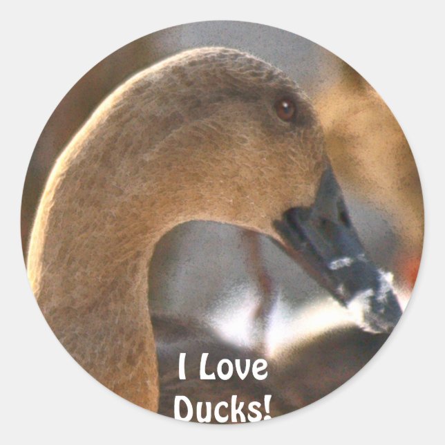 Rond Sticker Femme Duck Bird Wildlife (Devant)