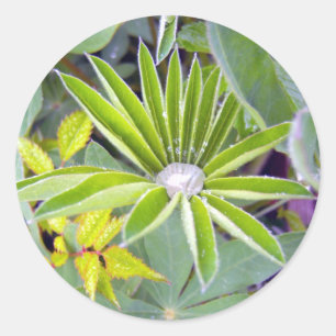 Rond Sticker Feuille Lupine rempli d'eau