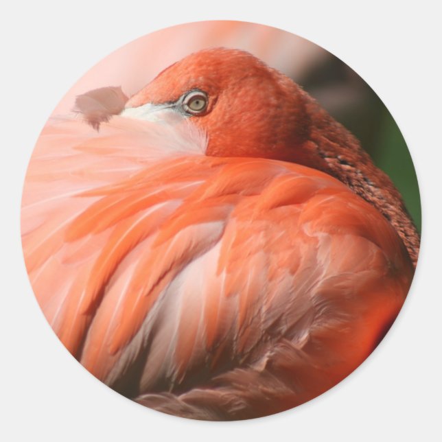 Rond Sticker Flamant rose (Devant)