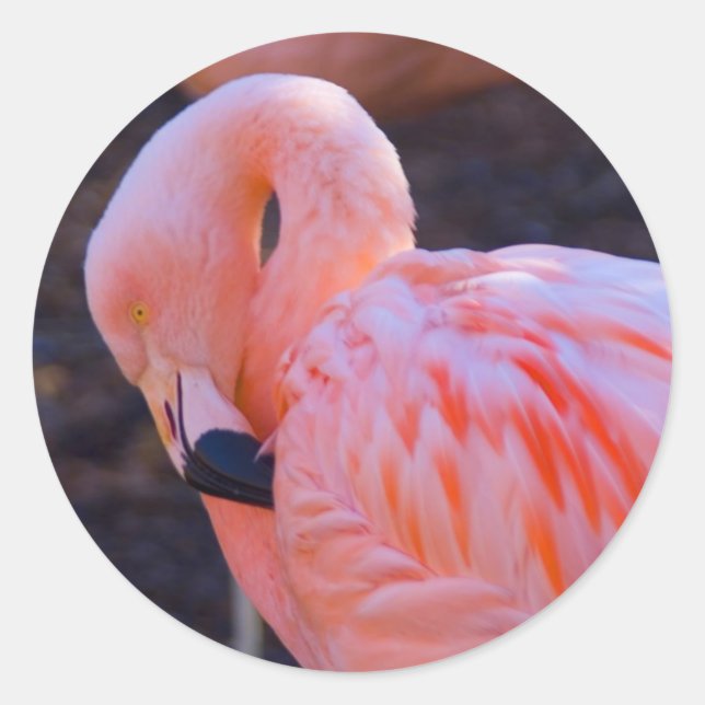 Rond Sticker Flamant rose (Devant)