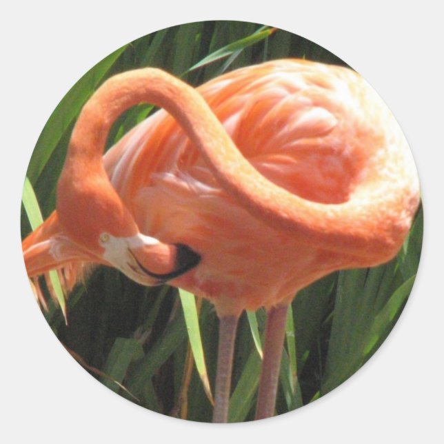 Rond Sticker Flamant rose tropical (Devant)