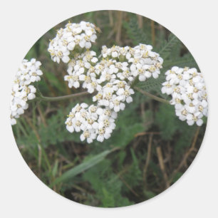 Rond Sticker Fleur sauvage blanc