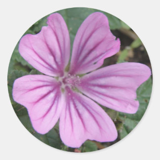Rond Sticker Fleur sauvage violet