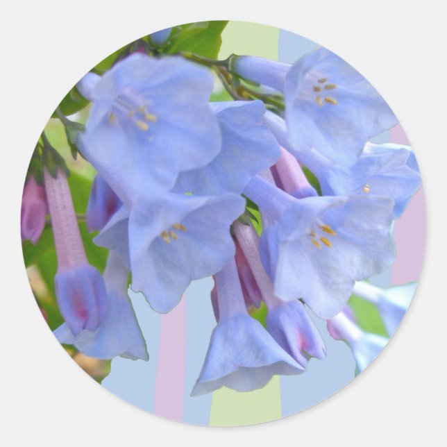 Rond Sticker Fleur sauvage Virginia Bluebells (Devant)