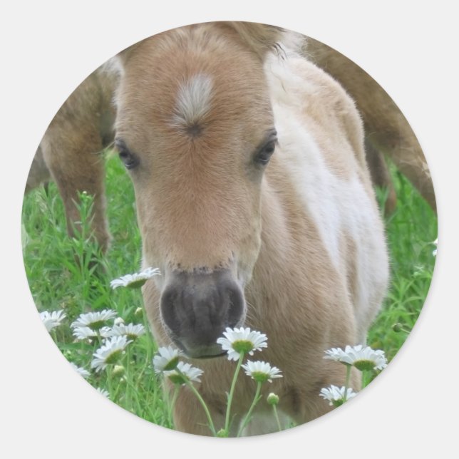 Rond Sticker Foal Smelling Daisers (Devant)