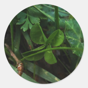Rond Sticker Four Leaf Clover