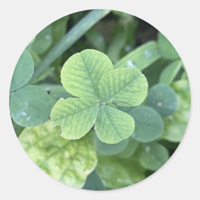 Rond Sticker four leaf clover (Devant)