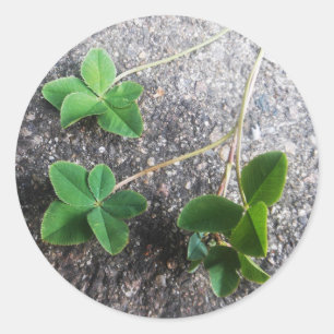 Rond Sticker Four Leaf Clovers