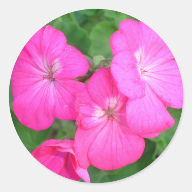 Rond Sticker Geraniums Rose (Devant)